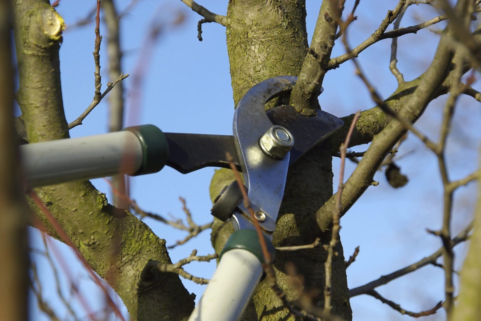 Tree Pruning in Hawthorn Should be Done By a Professional Back Yard Room