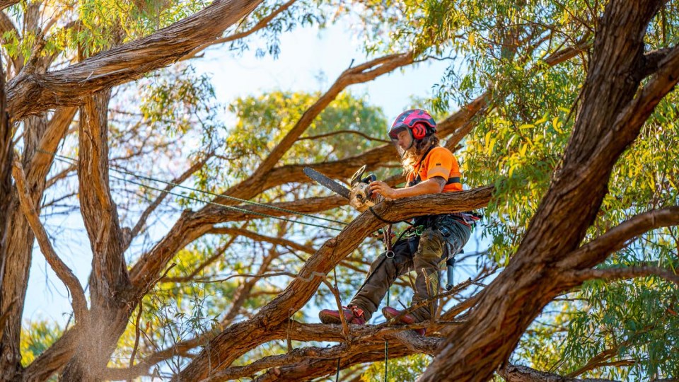 tree specialist Melbourne