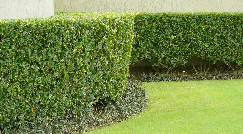 hedge trimming Brisbane