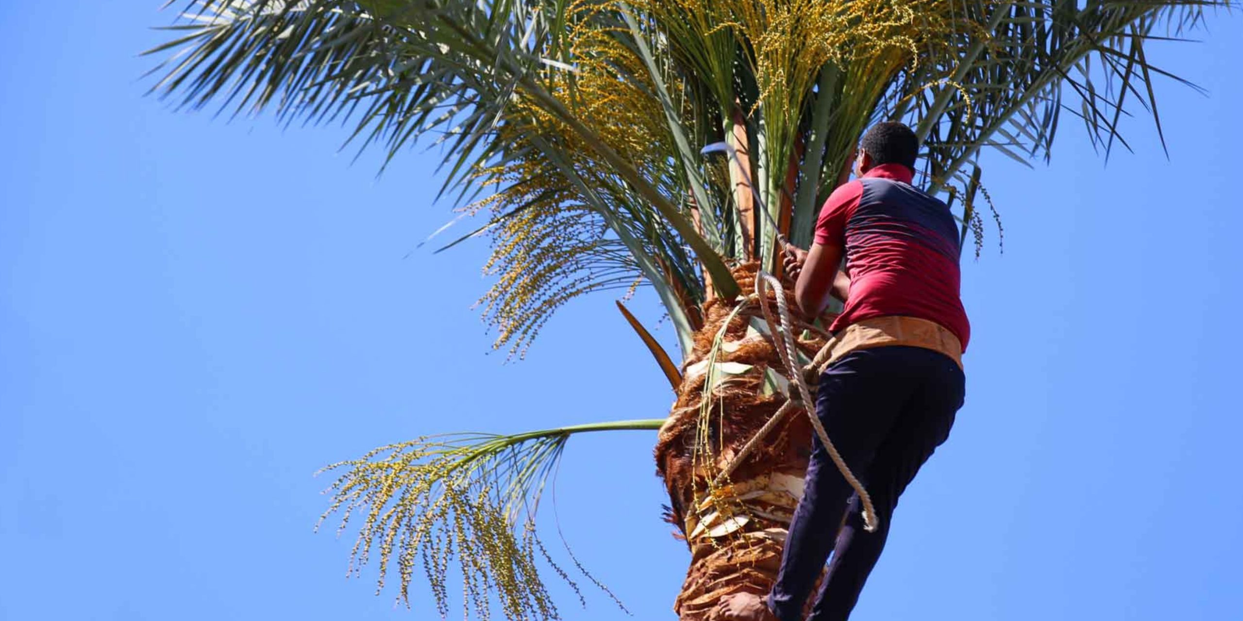 palm tree removal Melbourne