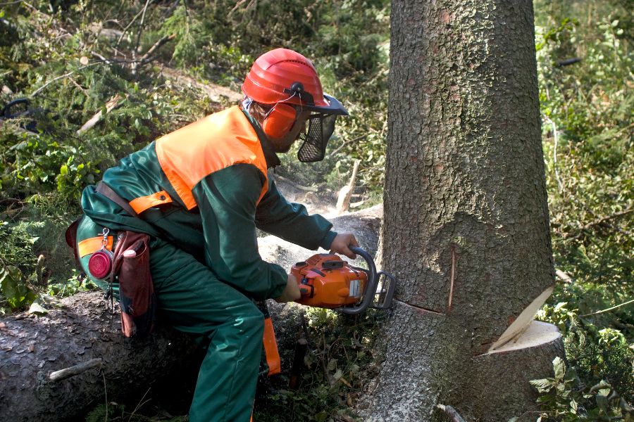 tree cutting Sydney