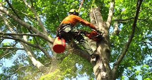 tree lopping South Brisbane