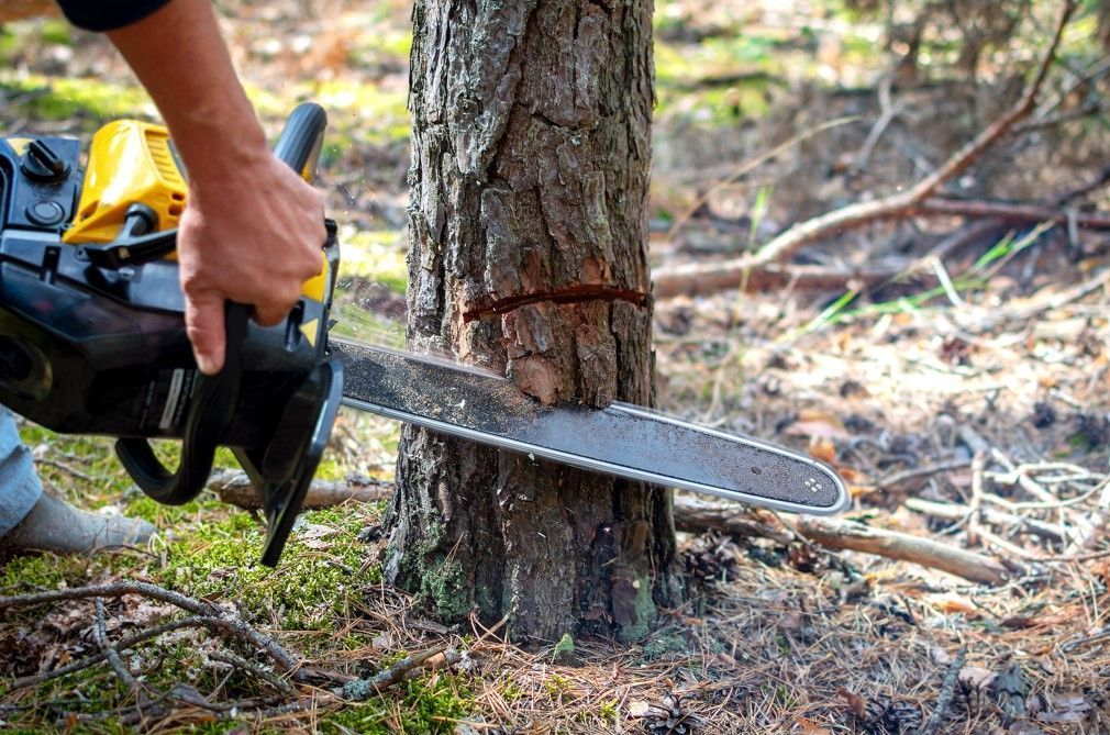 tree pruning Hampton