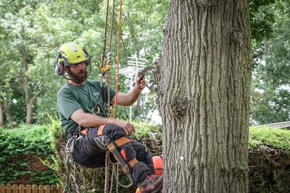 Melbourne tree specialists