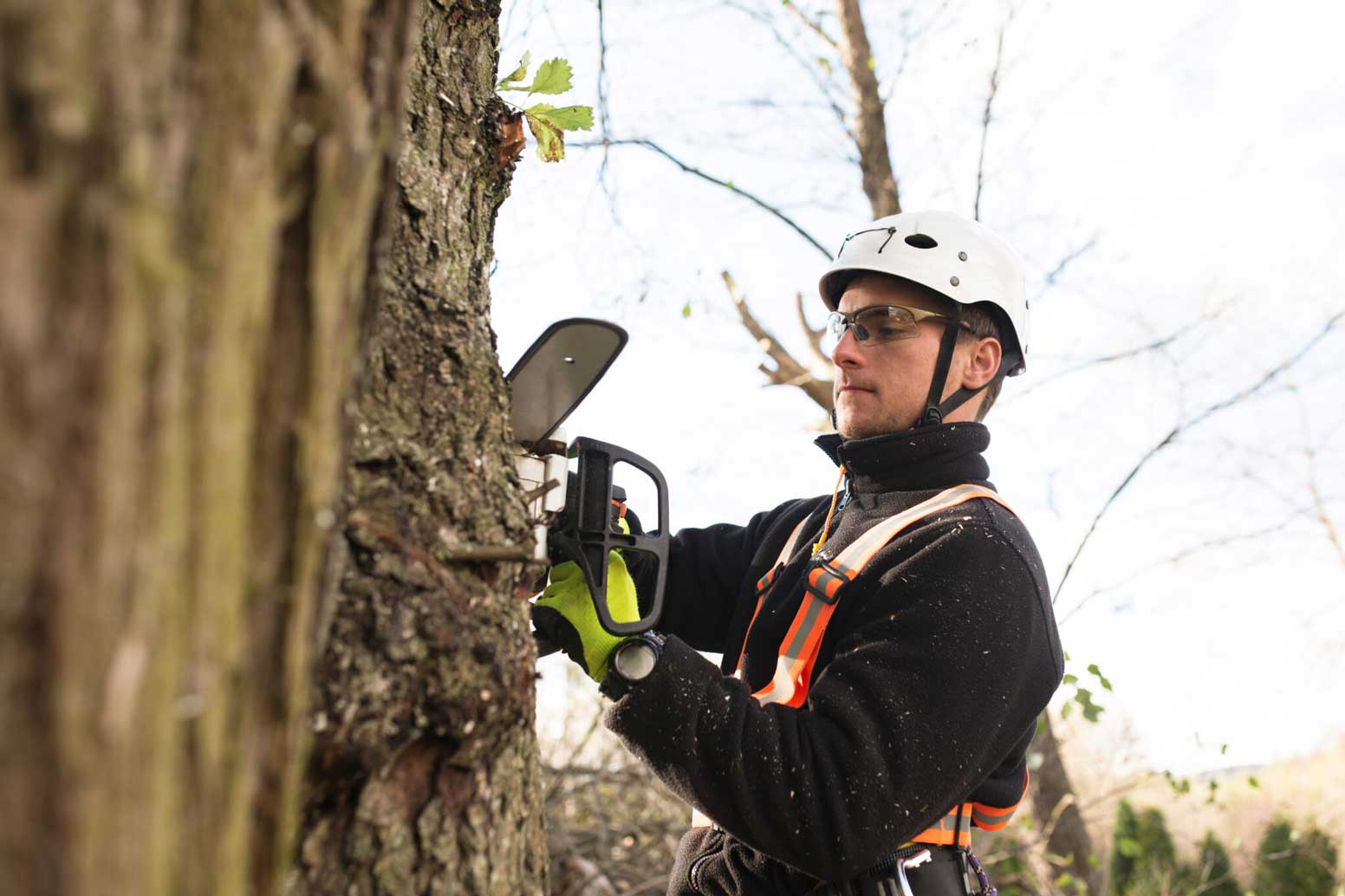 tree trimming services Brisbane