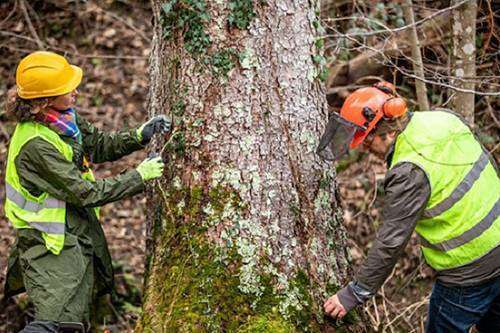 Melbourne tree services