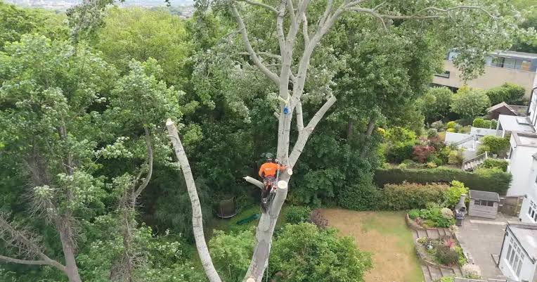 cheap tree lopping Brisbane