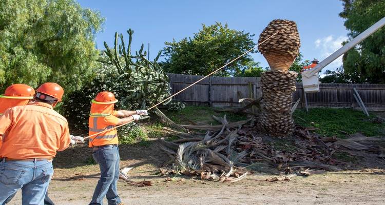 palm tree removal Melbourne